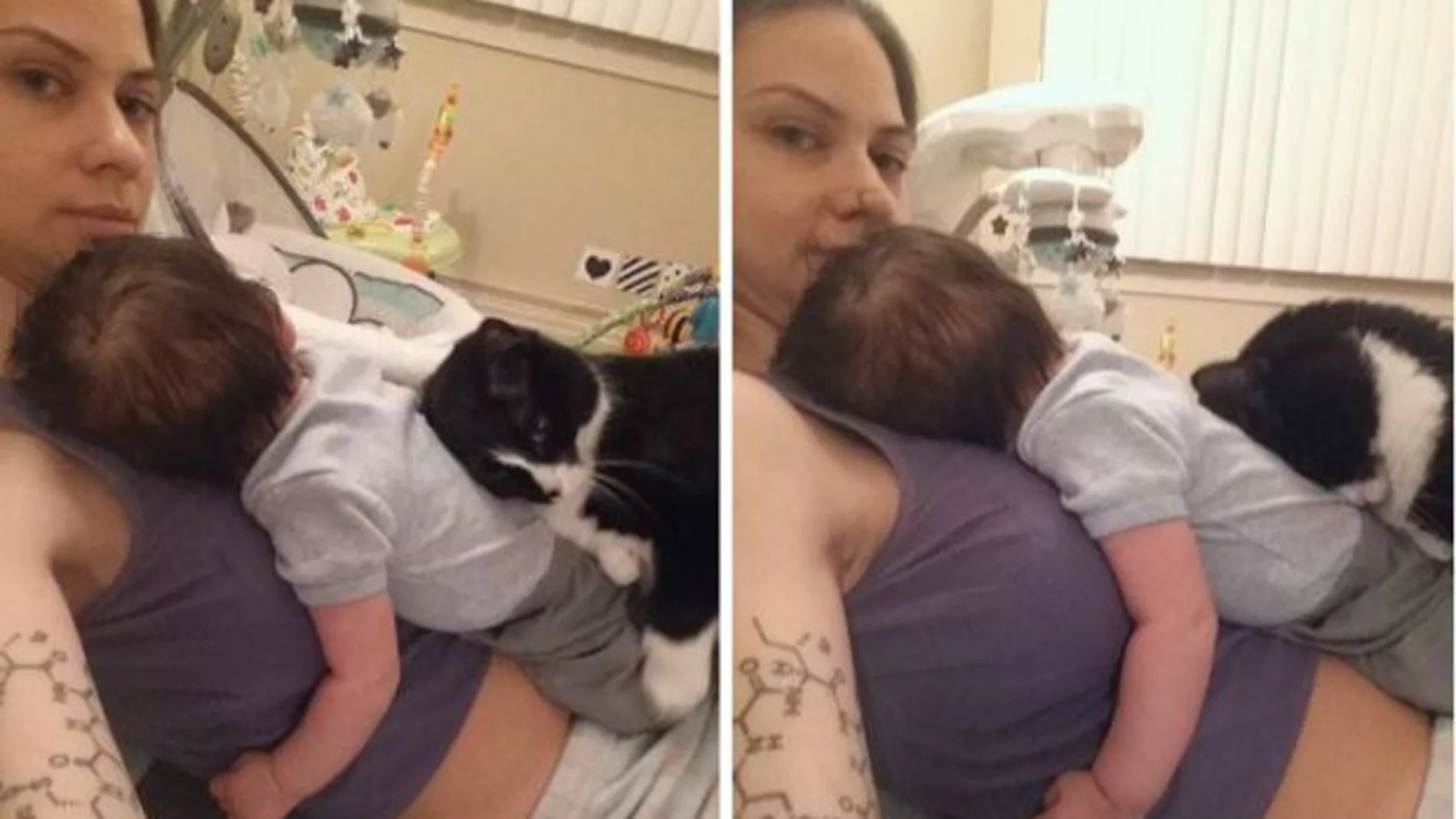 El gato «protector» que triunfa en las redes