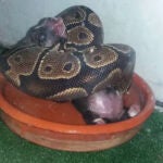Una joven investigada por alimentar a su serpiente con crías vivas de perros y gatos