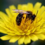 La exposición a los neonicotinoides, componentes de algunos insecticidas que se usan en agricultura, afecta negativamente a la salud de las abejas y abejorros
