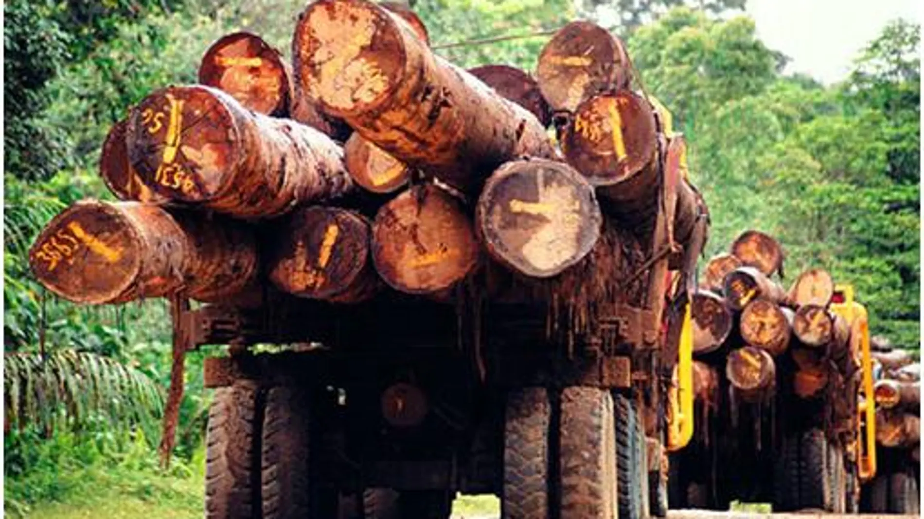 La lucha contra el tráfico ilegal de madera se está reforzando con leyes y certificados entre países.
