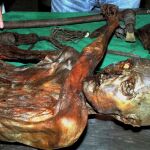 Ötzi, después de ser extraído del hielo