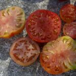 Algunas de las muchas variedades de tomates