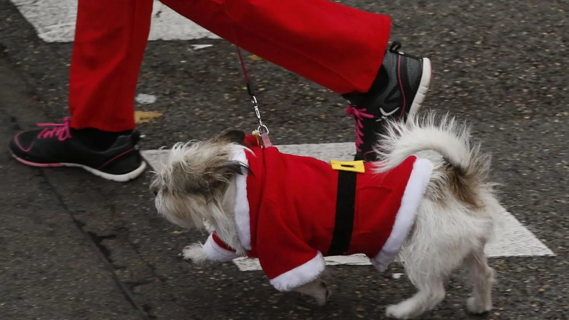 Entrenar al aire libre y pasear el perro a la vez es posible.