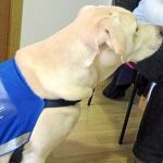 Blat ganó al equipo médico a la hora de detectar nódulos malignos, los médicos detectaron antes de operar 27 de 30 y el perro acertó el 100% de las muestras
