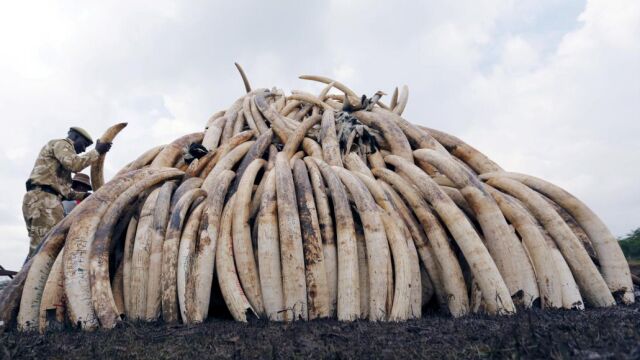 Colmillos de elefante requisados el pasado mes de abril en Kenia para evitar su venta. La población de elefante africano es una de las más diezmadas en los últimos años, según el informe