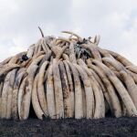 Colmillos de elefante requisados el pasado mes de abril en Kenia para evitar su venta. La población de elefante africano es una de las más diezmadas en los últimos años, según el informe