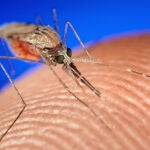 El mosquito Anopheles gambiae