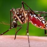 Mosquito tigre
