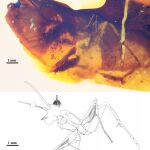 Hallan en Teruel la primera mantis religiosa fósil encontrada en España y una de las más antiguas del mundo