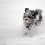  Proteja a su perro del frío