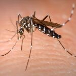 Los arbovirus –denge, zika, chinkunguya– se expanden por el mundo por culpa del cambio climático y la globalización y Cataluña tiene desde 2004 el mosquito que las transmite, el tigre