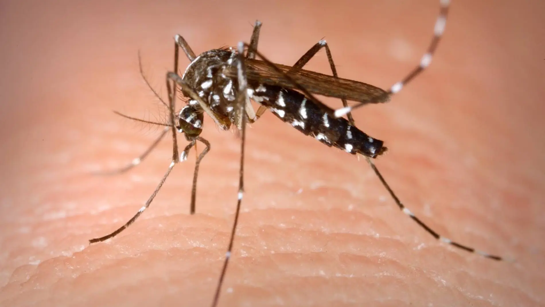 Los arbovirus –denge, zika, chinkunguya– se expanden por el mundo por culpa del cambio climático y la globalización y Cataluña tiene desde 2004 el mosquito que las transmite, el tigre