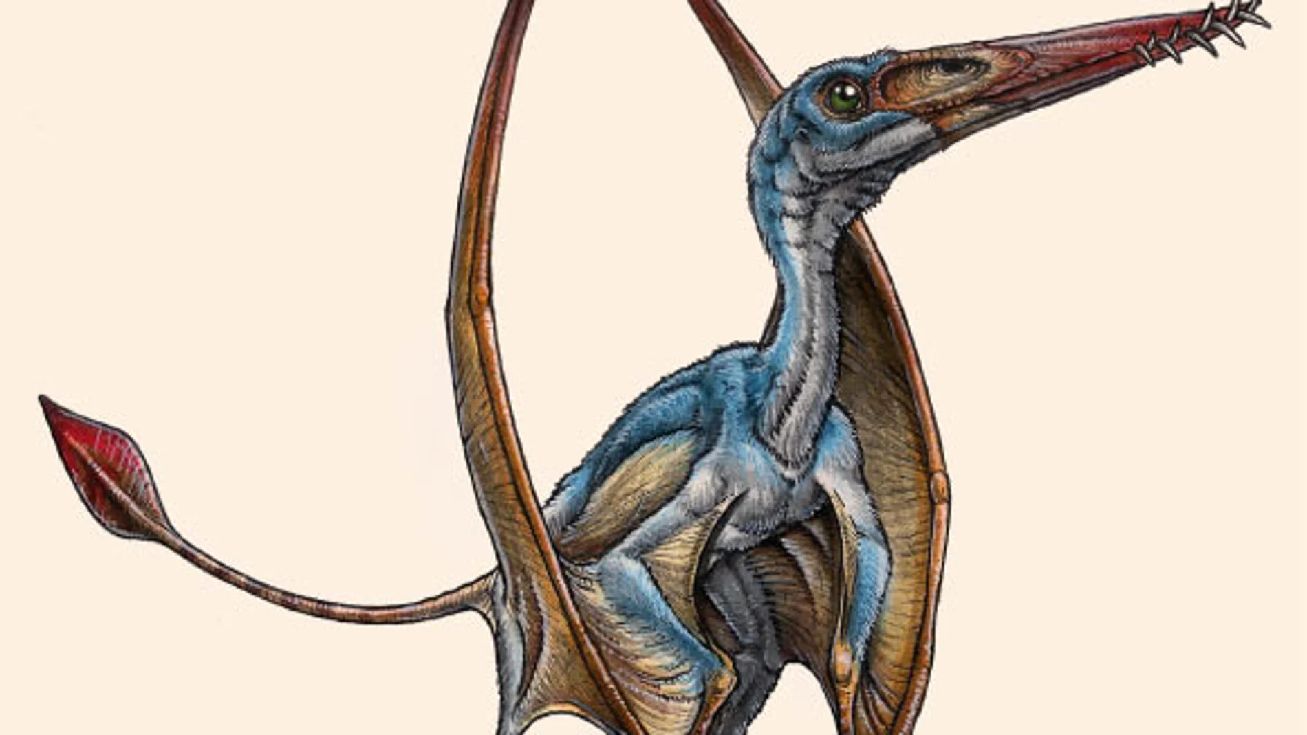 Descubren una nueva especie de pterosaurio en Argentina