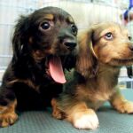 Denuncian a dos empresas por sacrificios masivos de animales sanos