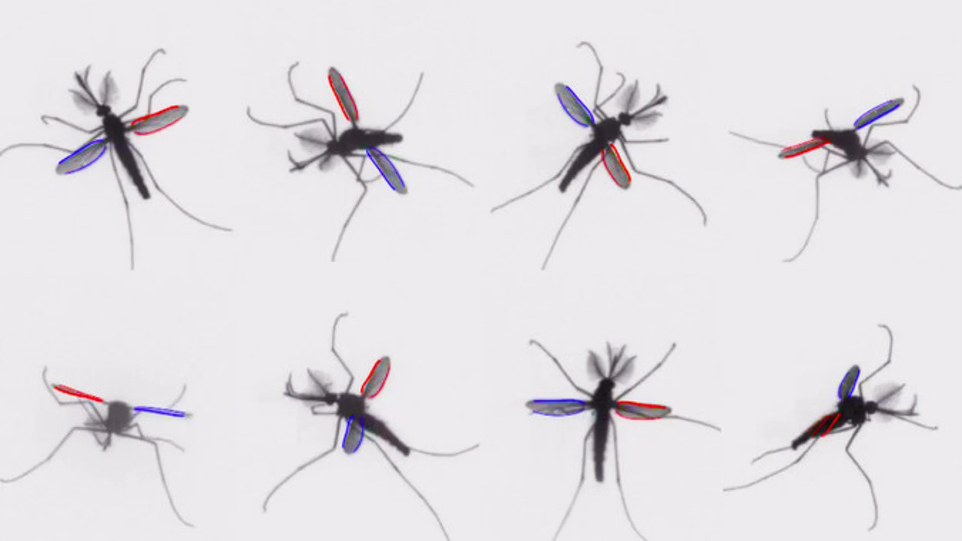 Los mosquitos usan un mecanismo inusual en el mundo de los insectos para volar