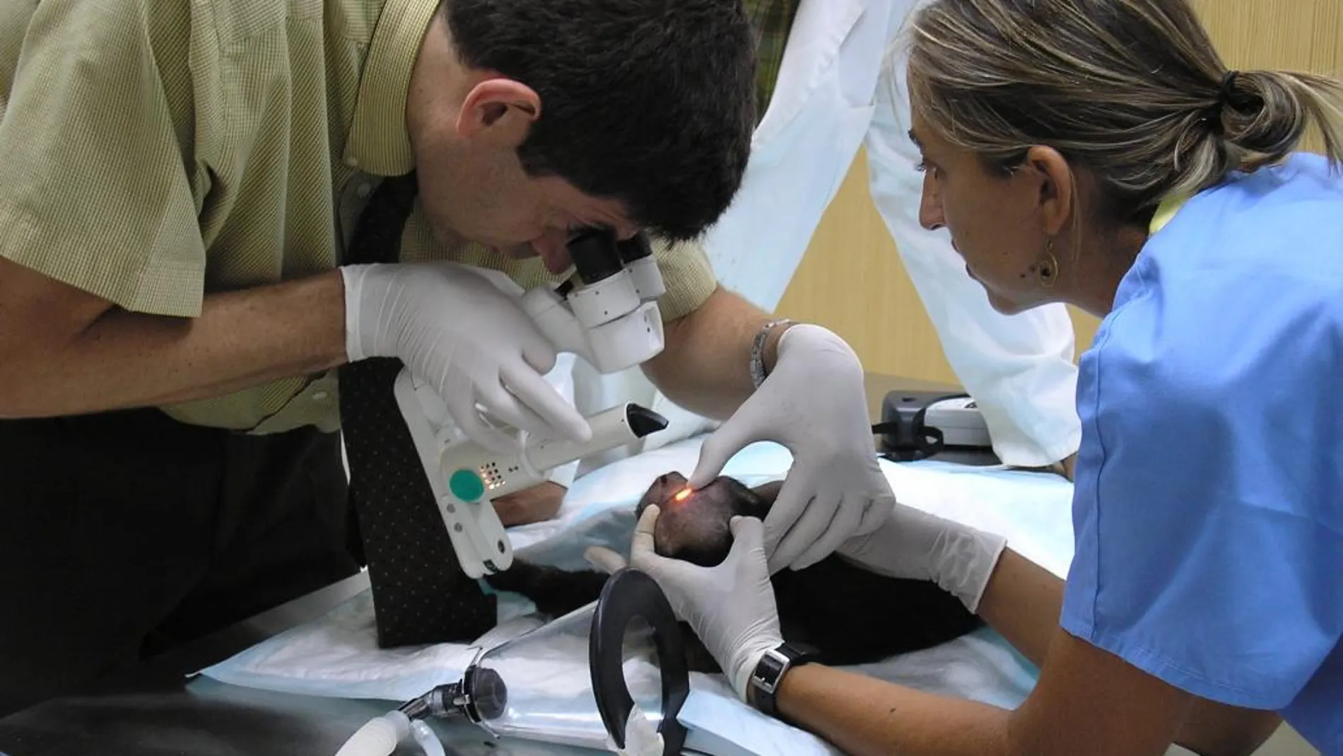 Salen de la Universidad el doble de los veterinarios que el mercado demanda