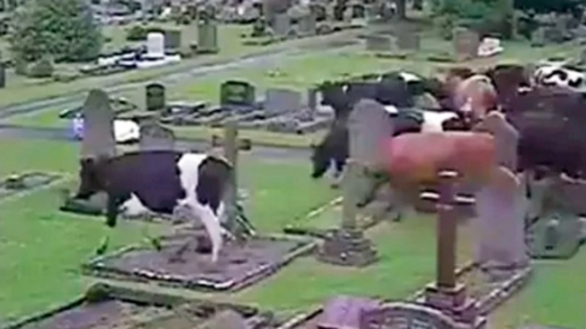 Más de 400 vacas invaden un cementerio tras una estampida