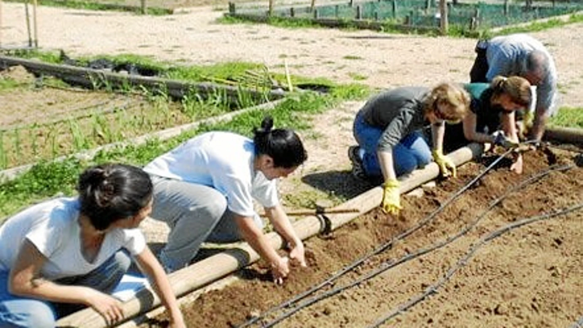 El huerto colectivo en el CEA Caserío del Henares