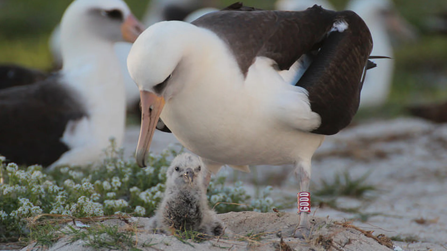 El papá cuida a su pollito Kükini