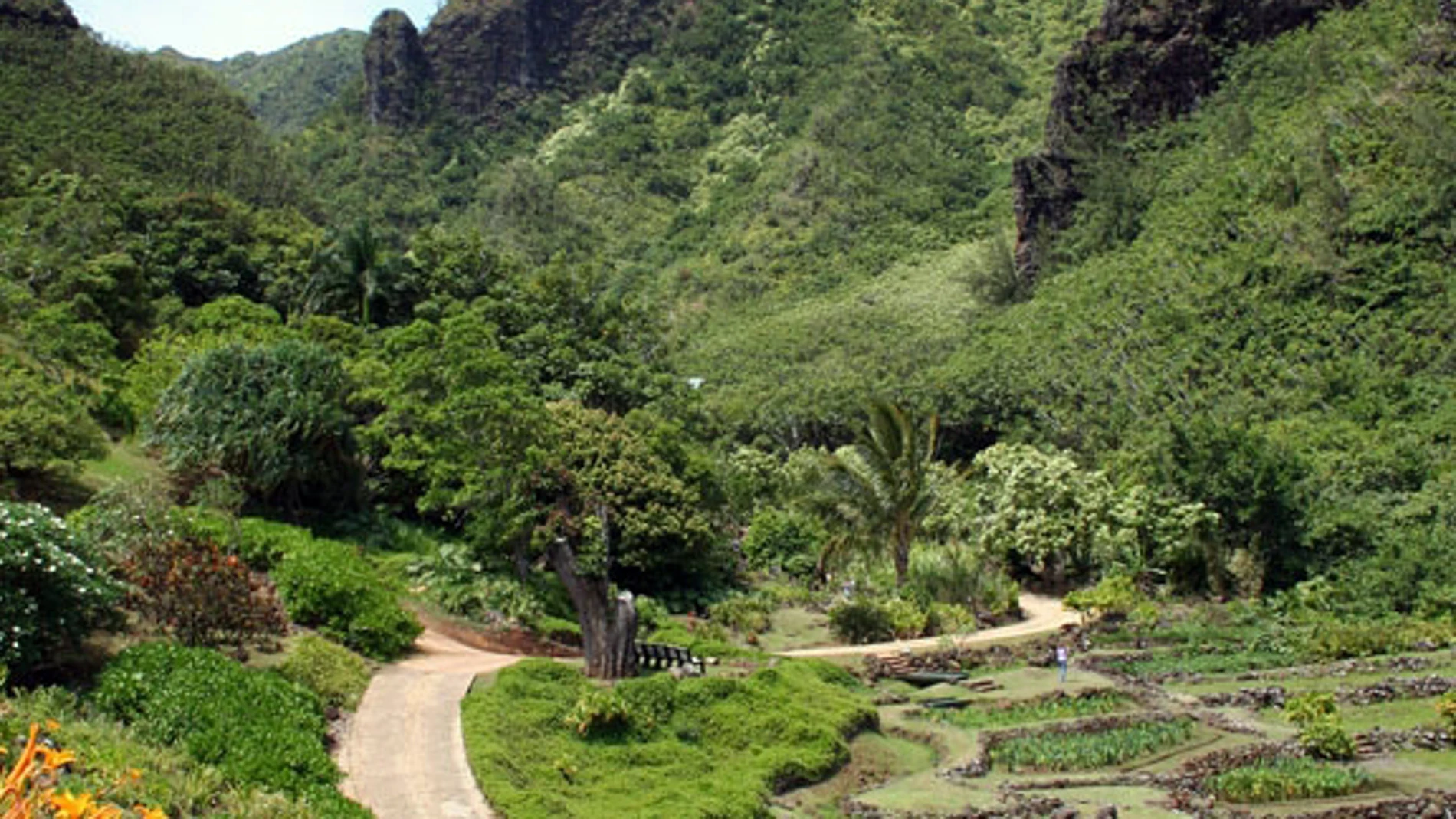 Hawaii es puerta de entrada de numerosas especies invasoras, tanto animales como plantas