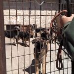 Rescatan a 59 perros en pésimas condiciones higiénico-sanitarias