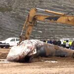 Retiran la ballena muerta en Sopelana (Vizcaya) con la ayuda de una excavadora