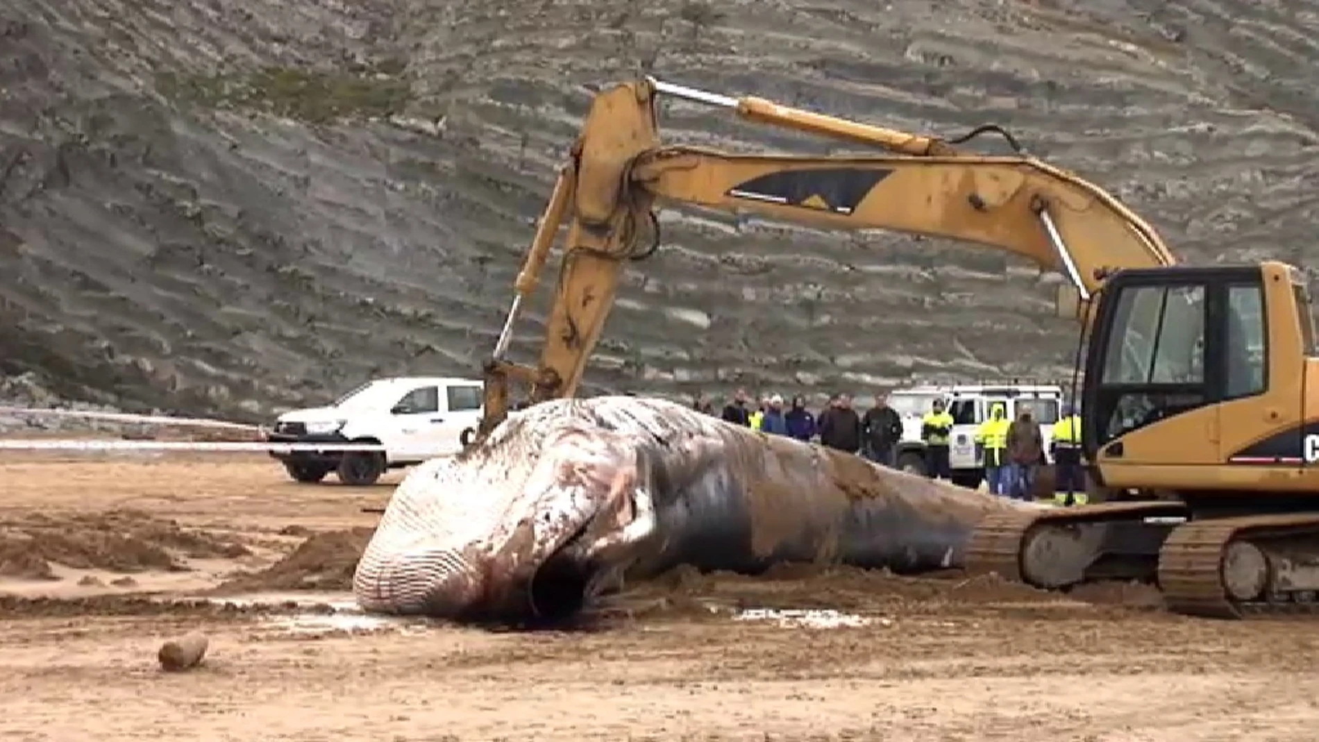 Retiran la ballena muerta en Sopelana (Vizcaya) con la ayuda de una excavadora