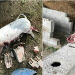 Un vecino de Molina de Segura denunció la aparición de varios de sus animales muertos con signos de violencia