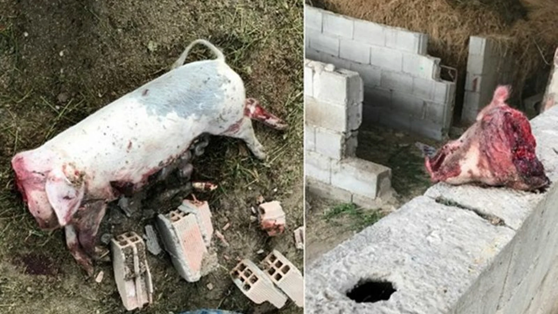 Un vecino de Molina de Segura denunció la aparición de varios de sus animales muertos con signos de violencia