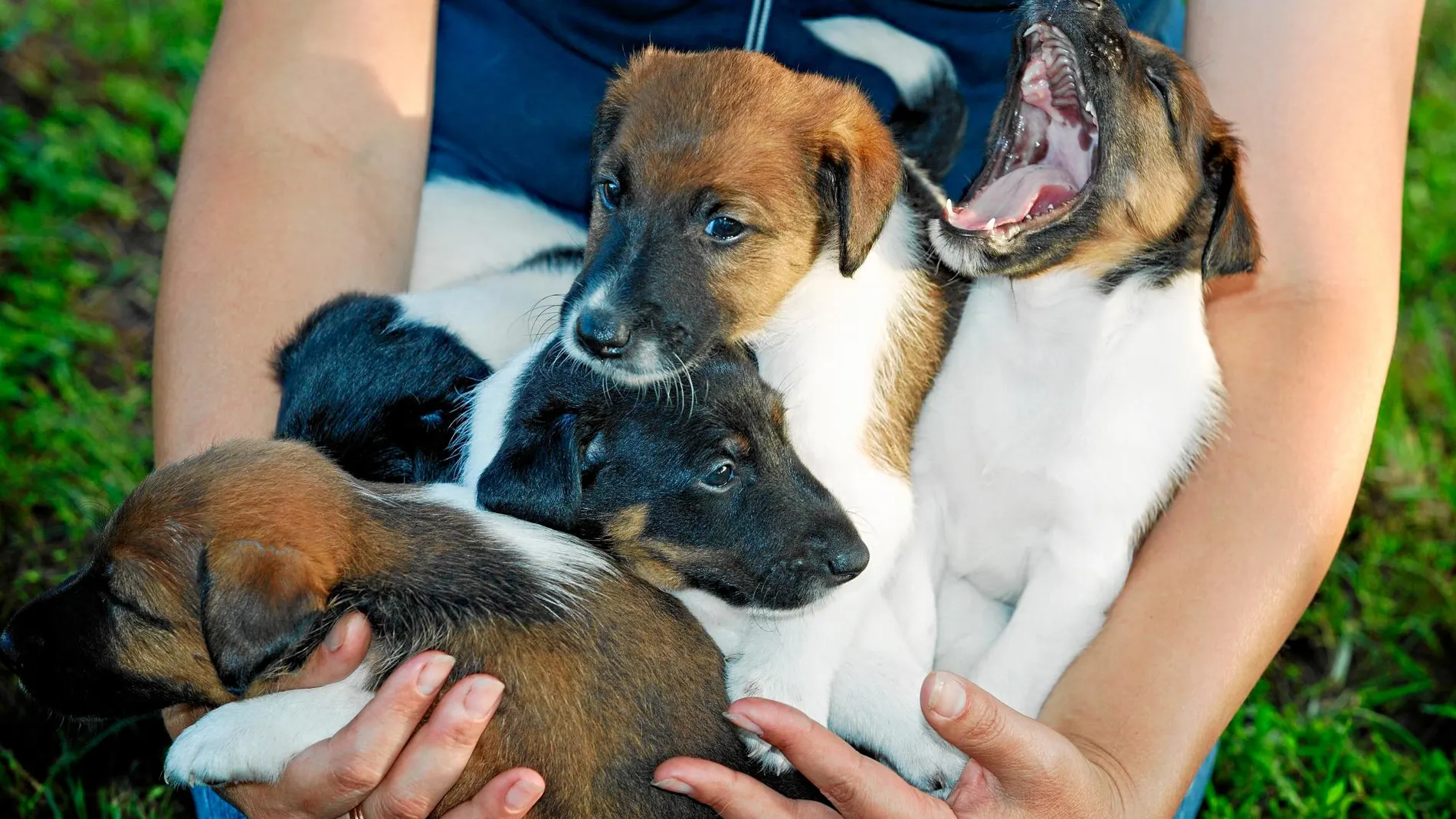 Woman holds in hands puppy as smooth fox terrier. Family hunting dogs.