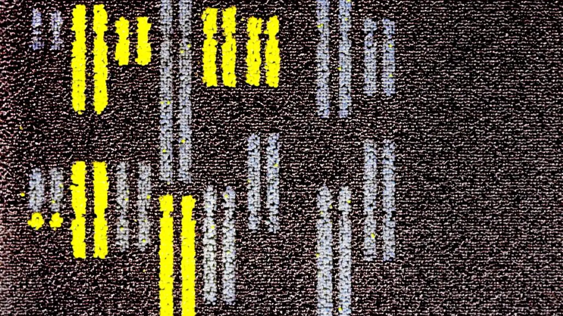 16 cromosomas En esta imagen cedida por el laboratorio de Jef Boeke pueden apreciarse los 16 cromosomas de los que consta la levadura. En amarillo se encuentran los que han sido creados artificialmente. En azul, pueden apreciarse los cromosomas originales