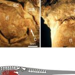 Los restos del dinosaurio donde se ha encontrado la comida ingerida