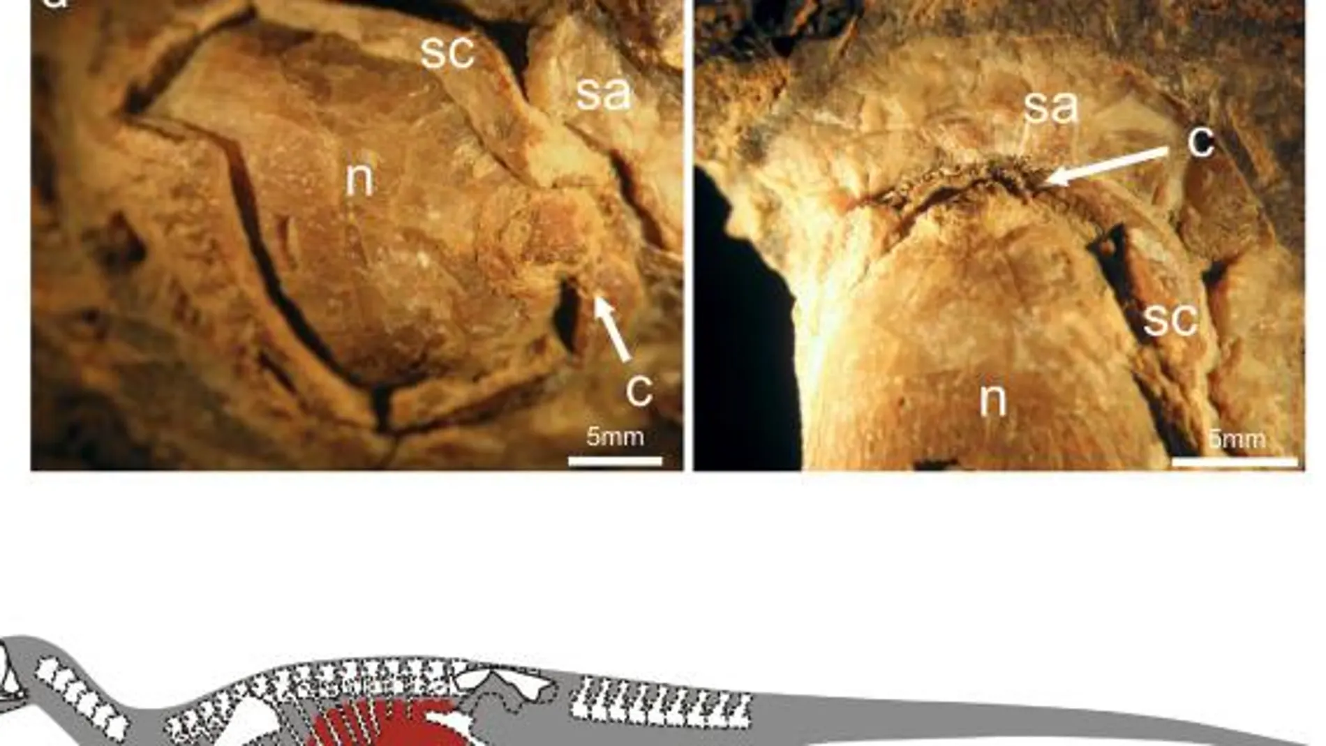 Los restos del dinosaurio donde se ha encontrado la comida ingerida