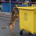 Los perros policías pueden revisar muestras de todo tipo, encontrando explosivos o drogas.