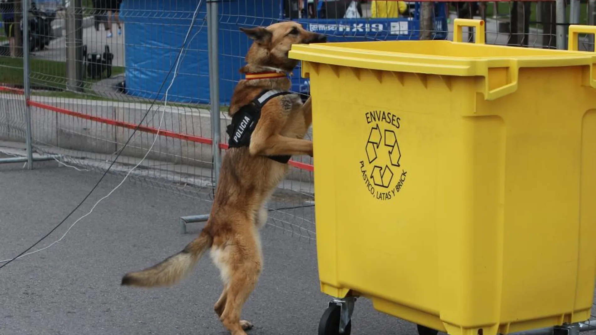 Los perros policías pueden revisar muestras de todo tipo, encontrando explosivos o drogas.