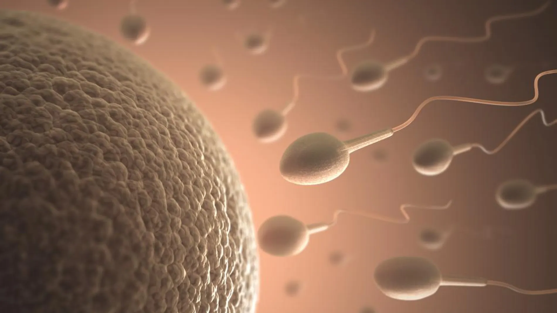 Las alteraciones del semen son el diagnóstico fundamental en alrededor de un 25-30% de los casos de infertilidad