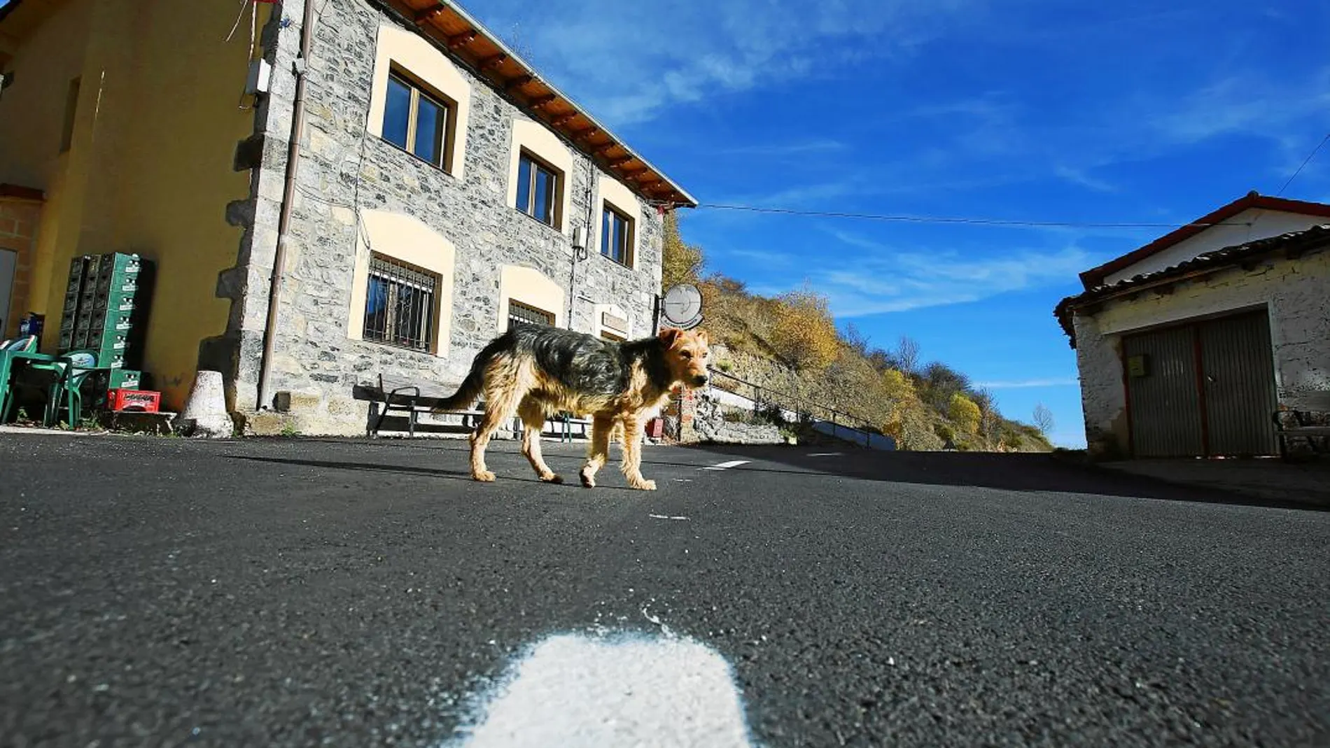 El perro es el animal más rescatado por los refugios. La cifra de gatos también ha aumentado un 28% más respecto al año pasado