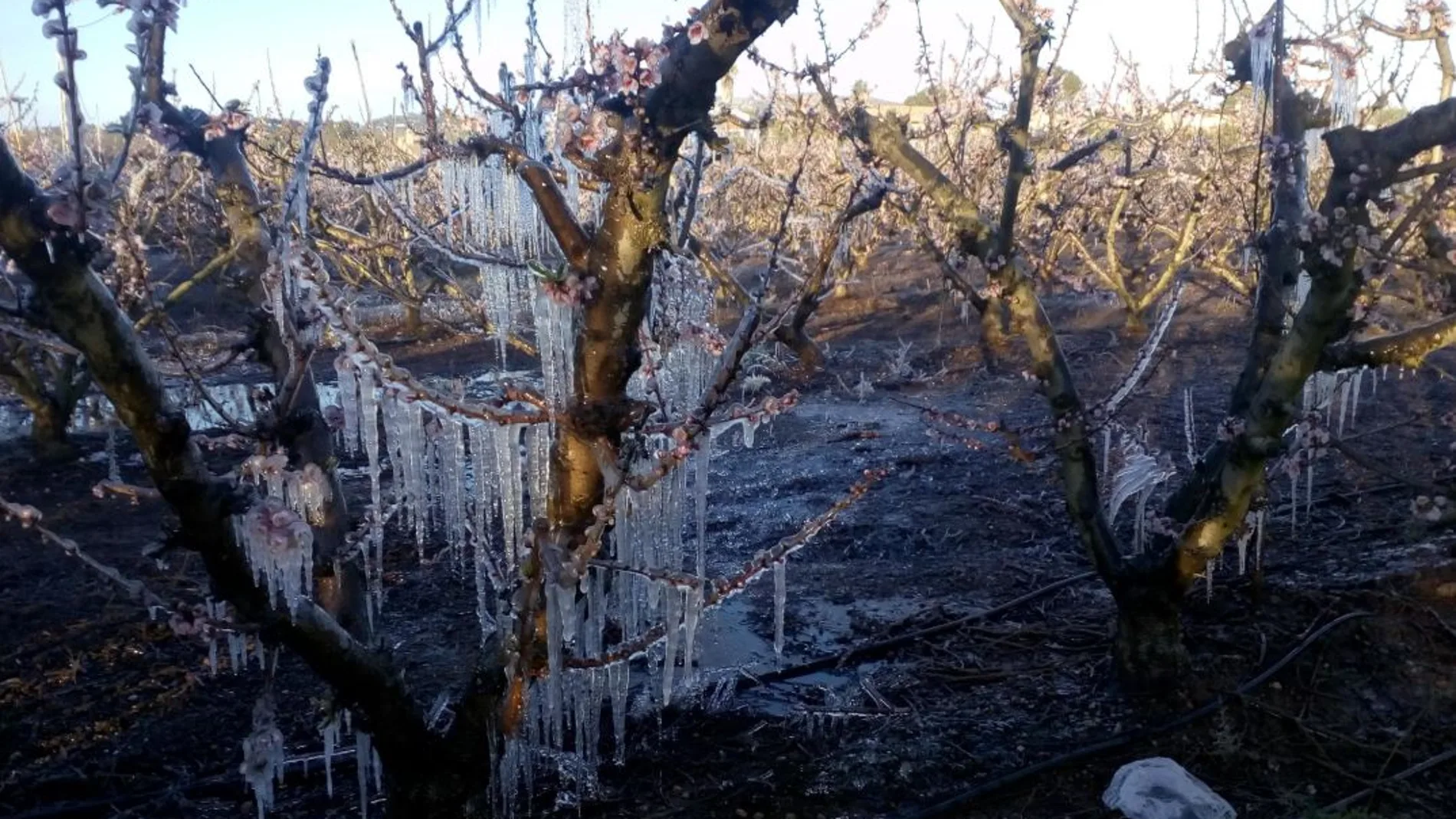 Imagen de archivo de cómo afecta el frío y las precipitaciones a los cultivos, formando placas de hielo y dañando las plantaciones