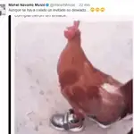  Las redes se llenan de memes sobre el gallo de Manel Navarro