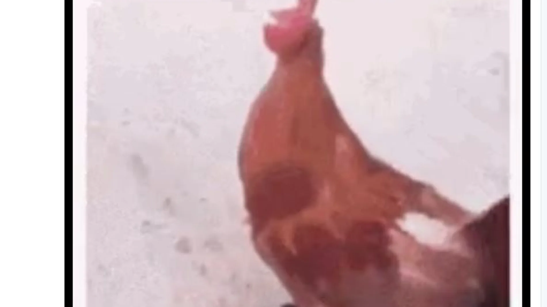 Las redes se llenan de memes sobre el gallo de Manel Navarro