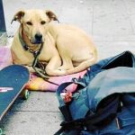 La perra Sota en una foto distribuida por las redes sociales para pedir justicia