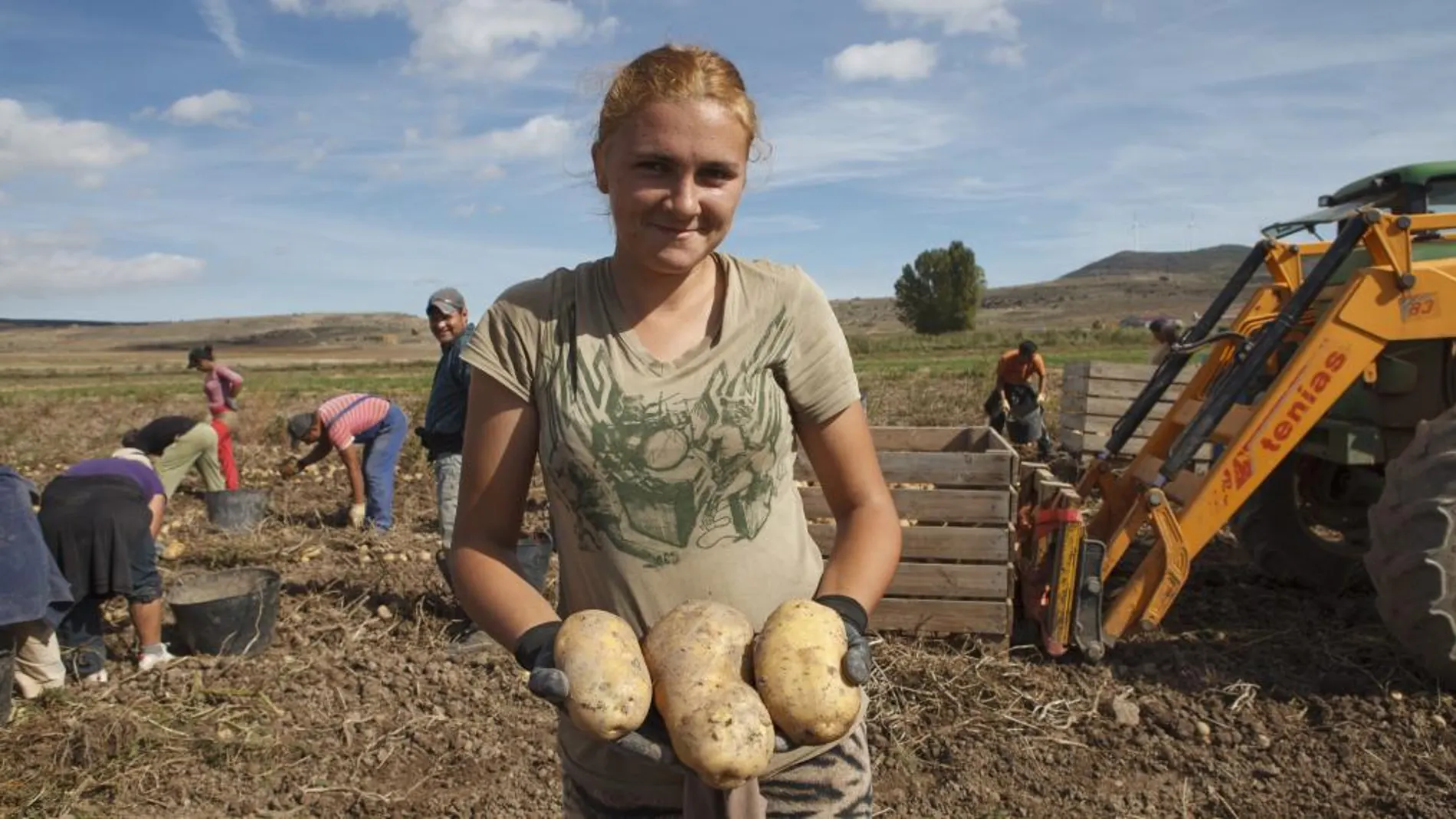 Recogida a mano de patatas ecológicas en la finca de Añavieja, en Soria