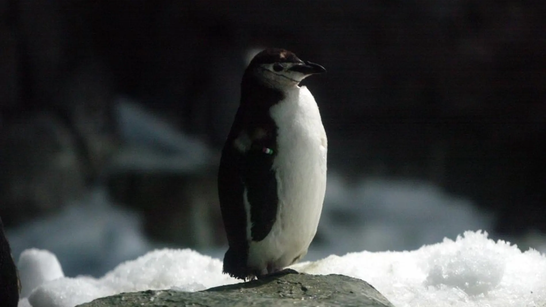Un ejemplar de pingüino Humboldt