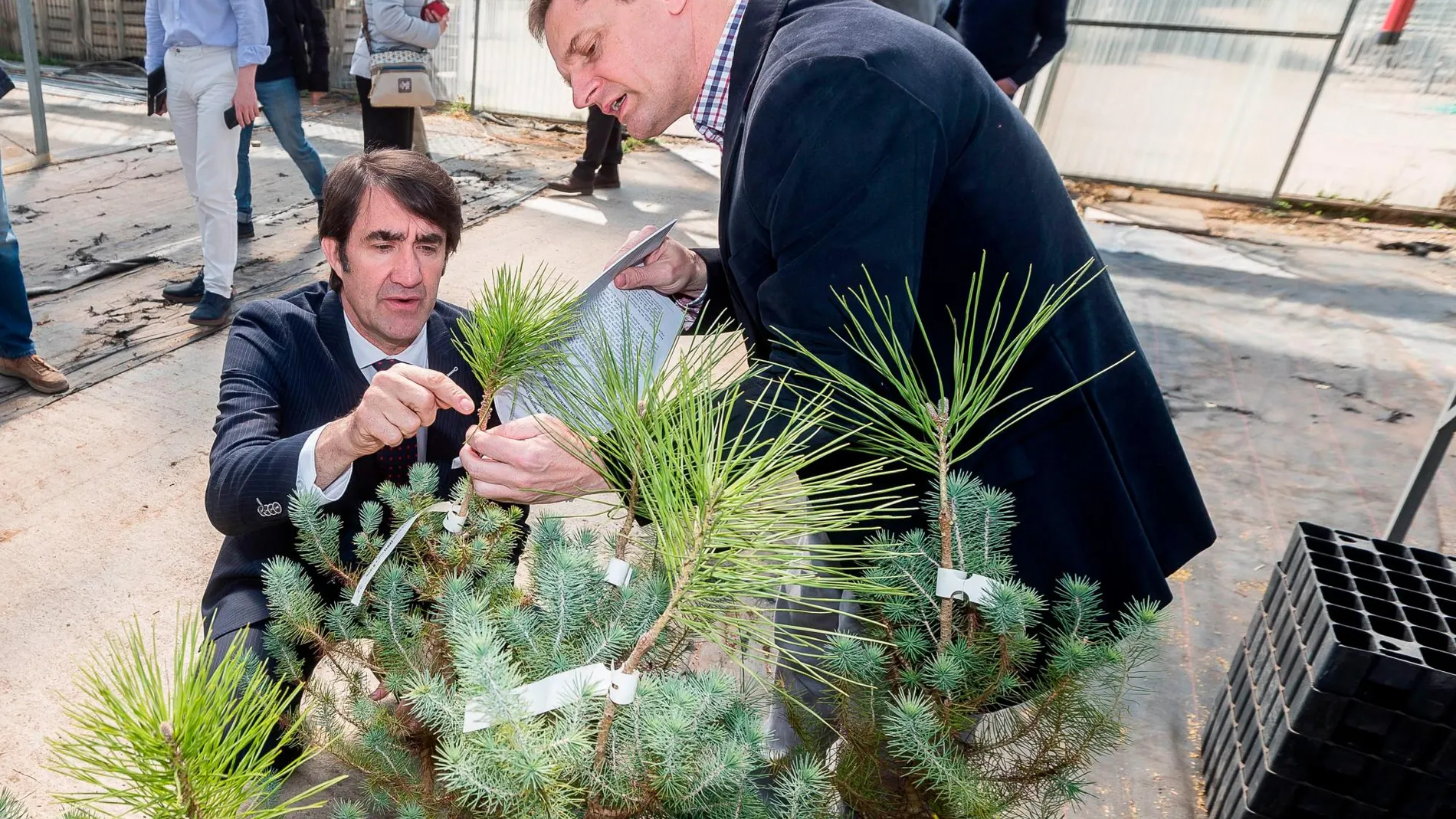 El consejero Juan Carlos Suárez-Quiñones se interesa por el proyecto genético del pino piñonero en el Vivero Central de Valladolid