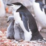 Un millón de pingüinos en peligro por la actividad volcánica