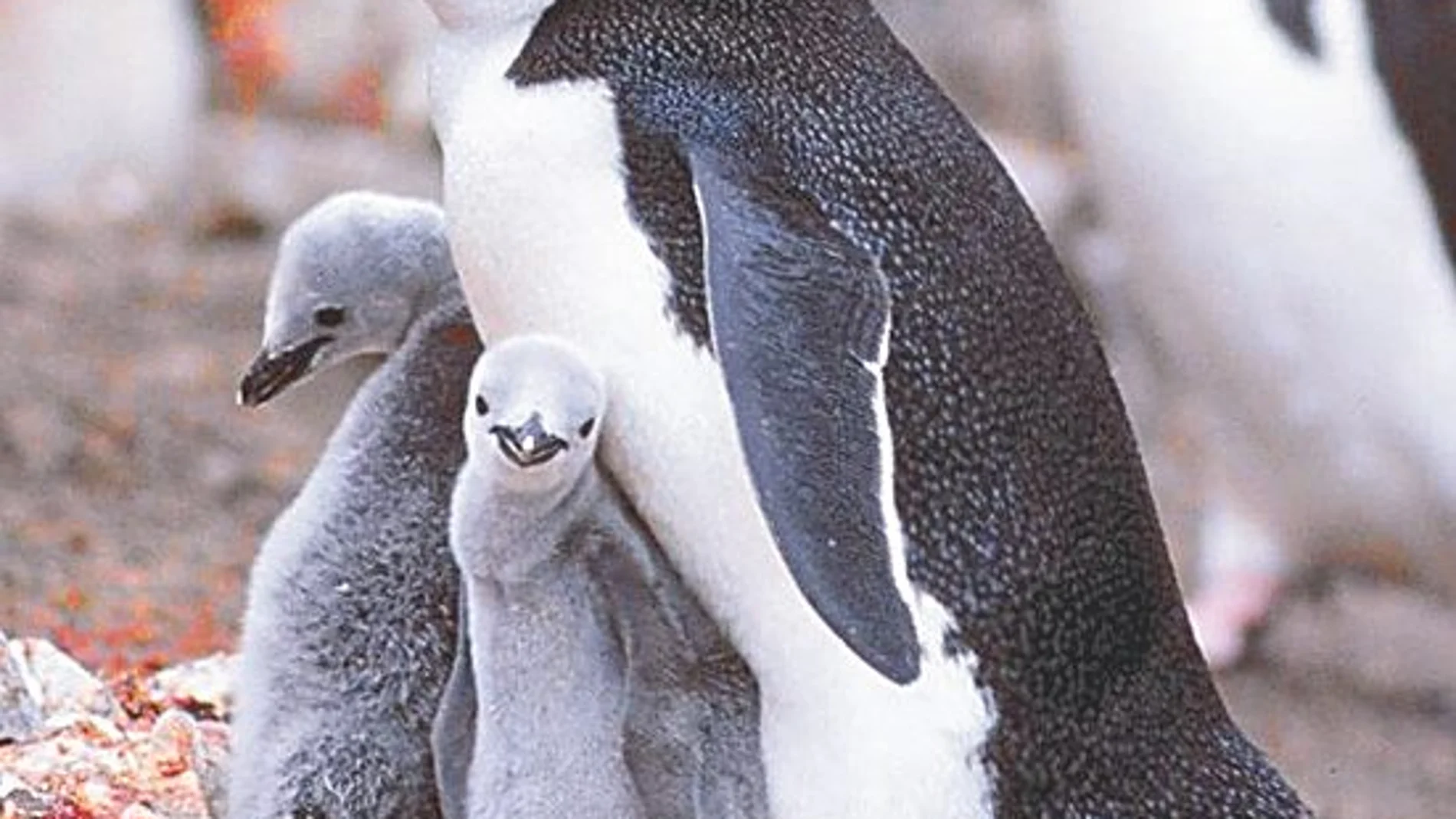 Un millón de pingüinos en peligro por la actividad volcánica