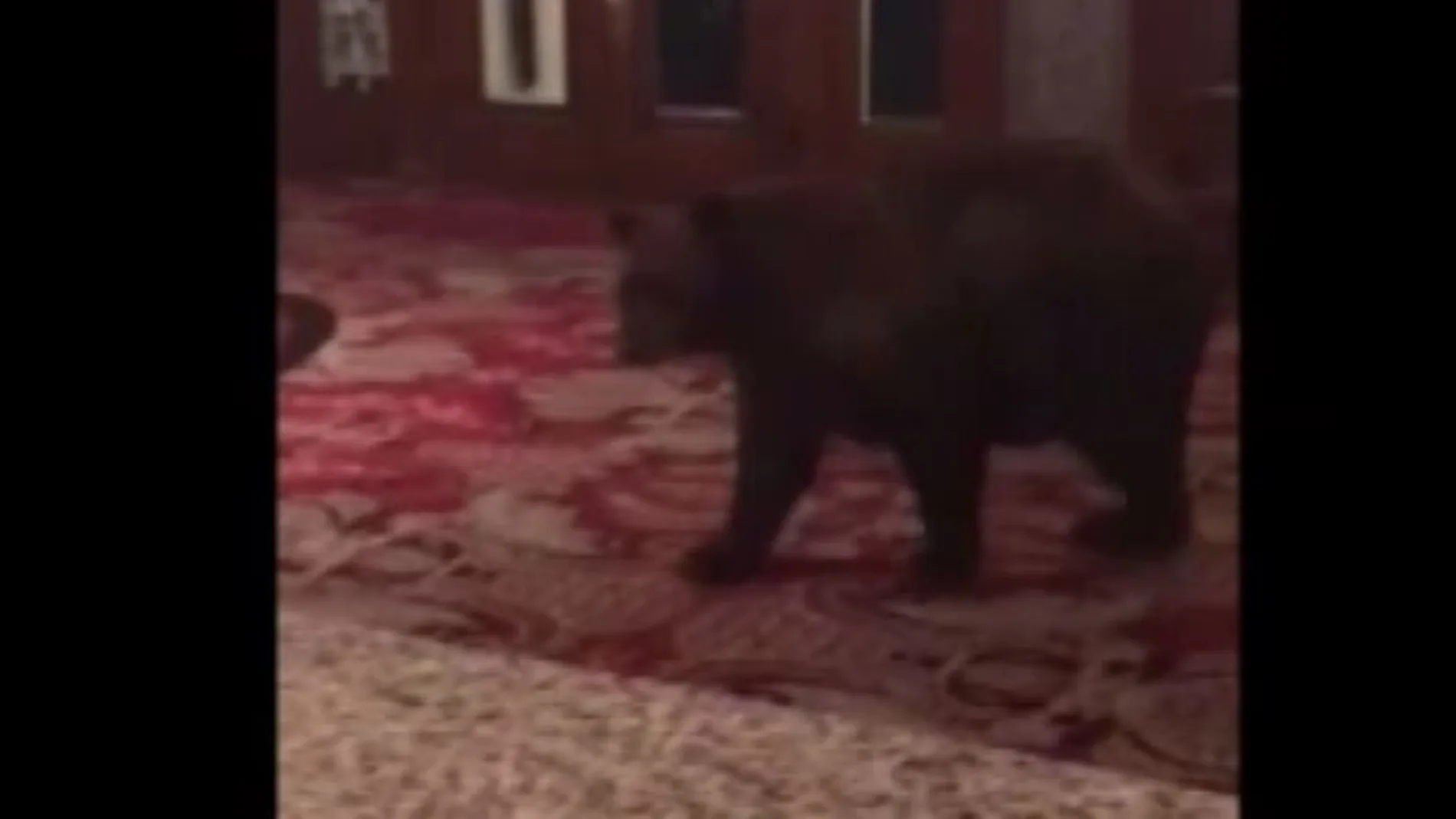 El oso en el interior del hotel/Foto y vídeo: Atlas