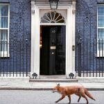 Un zorro pasa ante el número 10 de Downing Street, residencia de la «premier» Theresa May, ayer