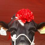 El excremento de vaca es un eficaz modo de fabricar celulosa
