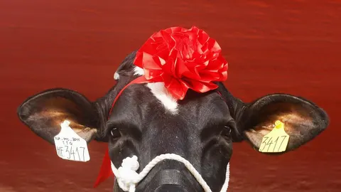 El excremento de vaca es un eficaz modo de fabricar celulosa